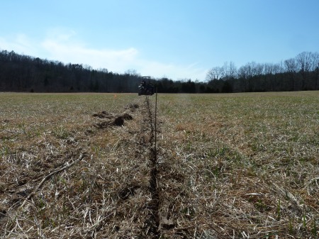 Bare Root Seedling in Plowed Groove